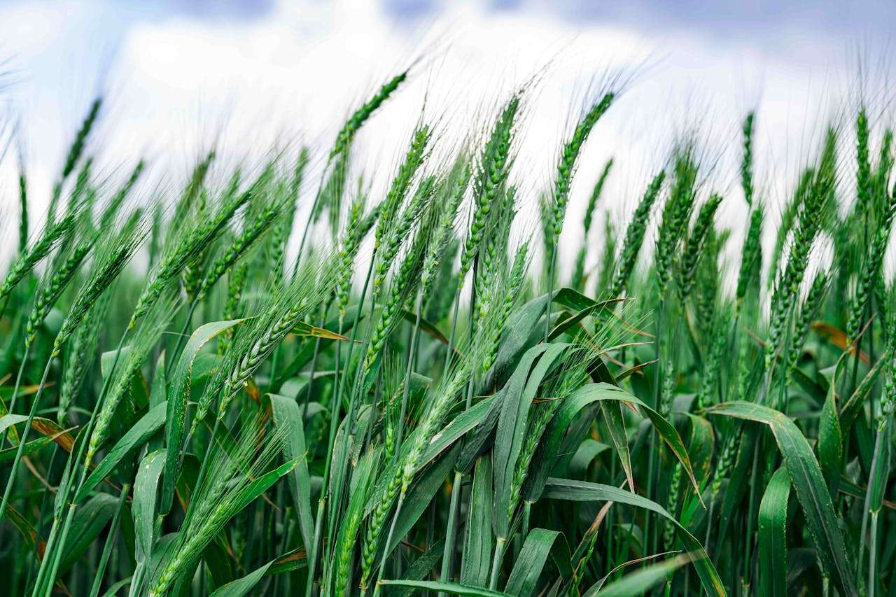 我的家乡：3篇初中英语作文，学会介绍地方与文化