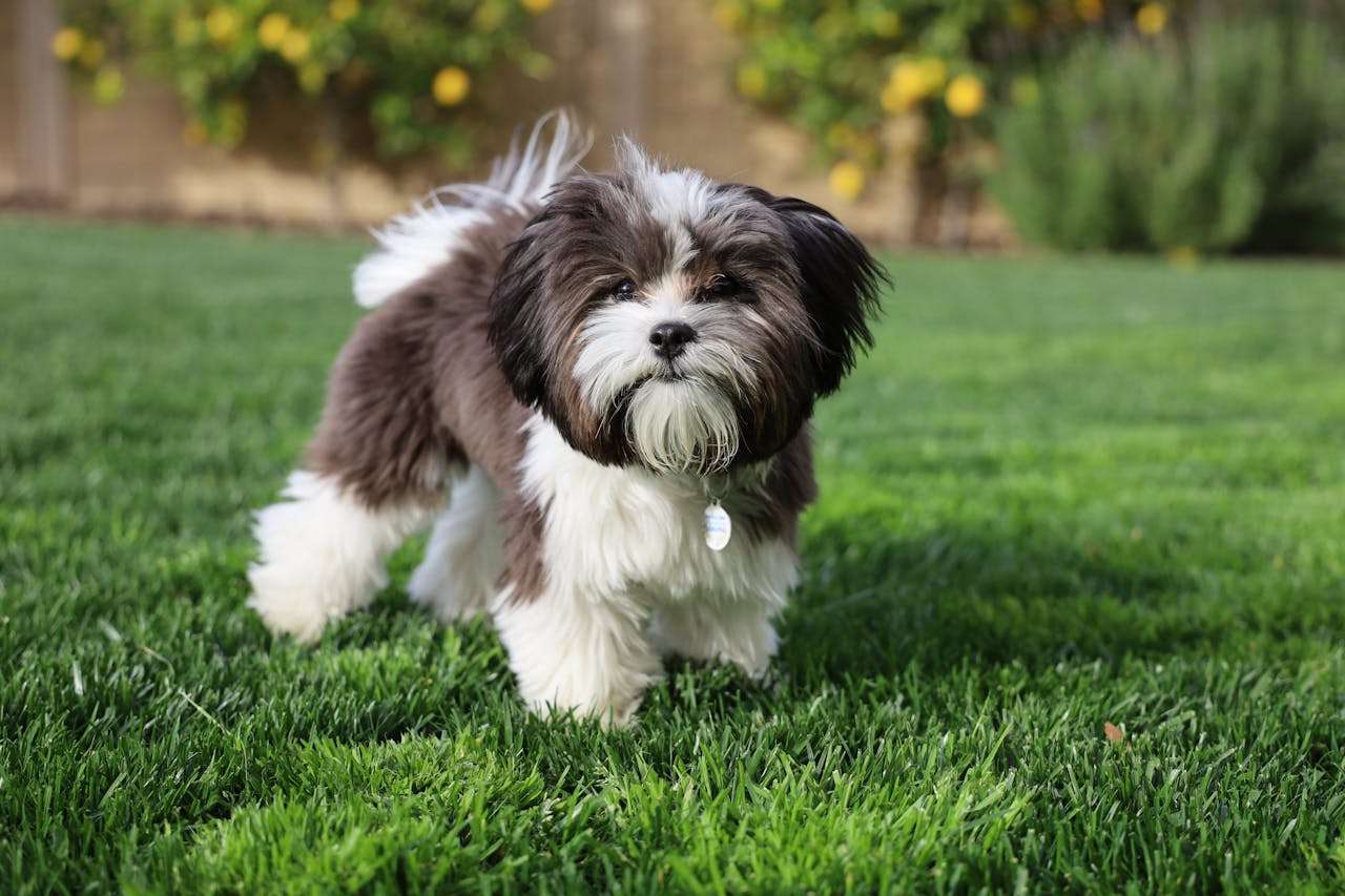 我最喜欢的动物：5篇初中英语作文汇总