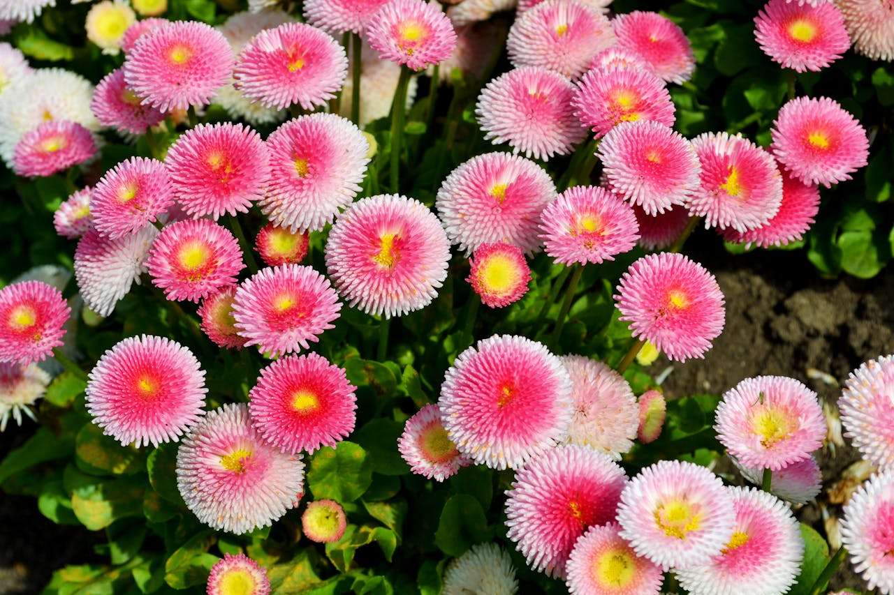 校园生活英语作文5篇：初中生必看的高分英语作文写作 