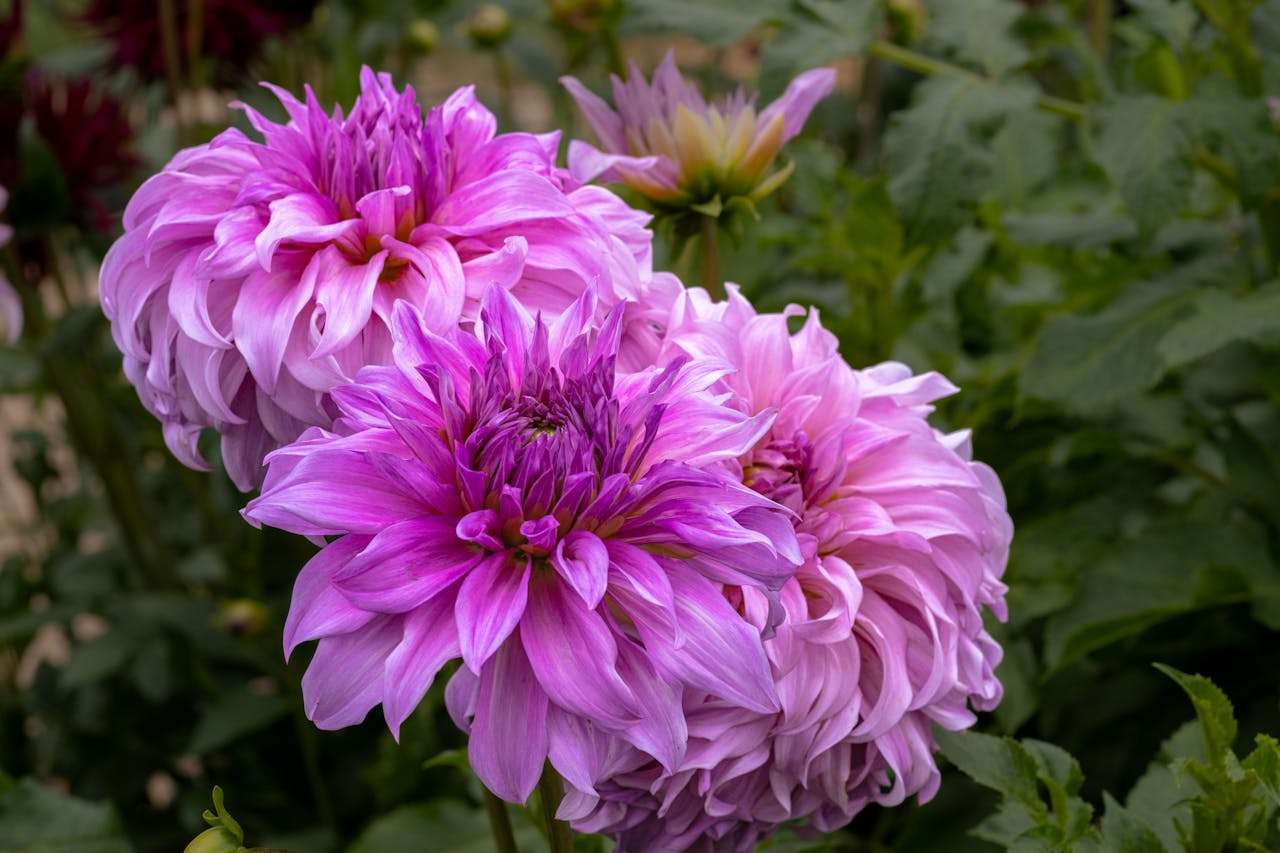 学校活动英语作文4篇：运动会、艺术节、春游全包括