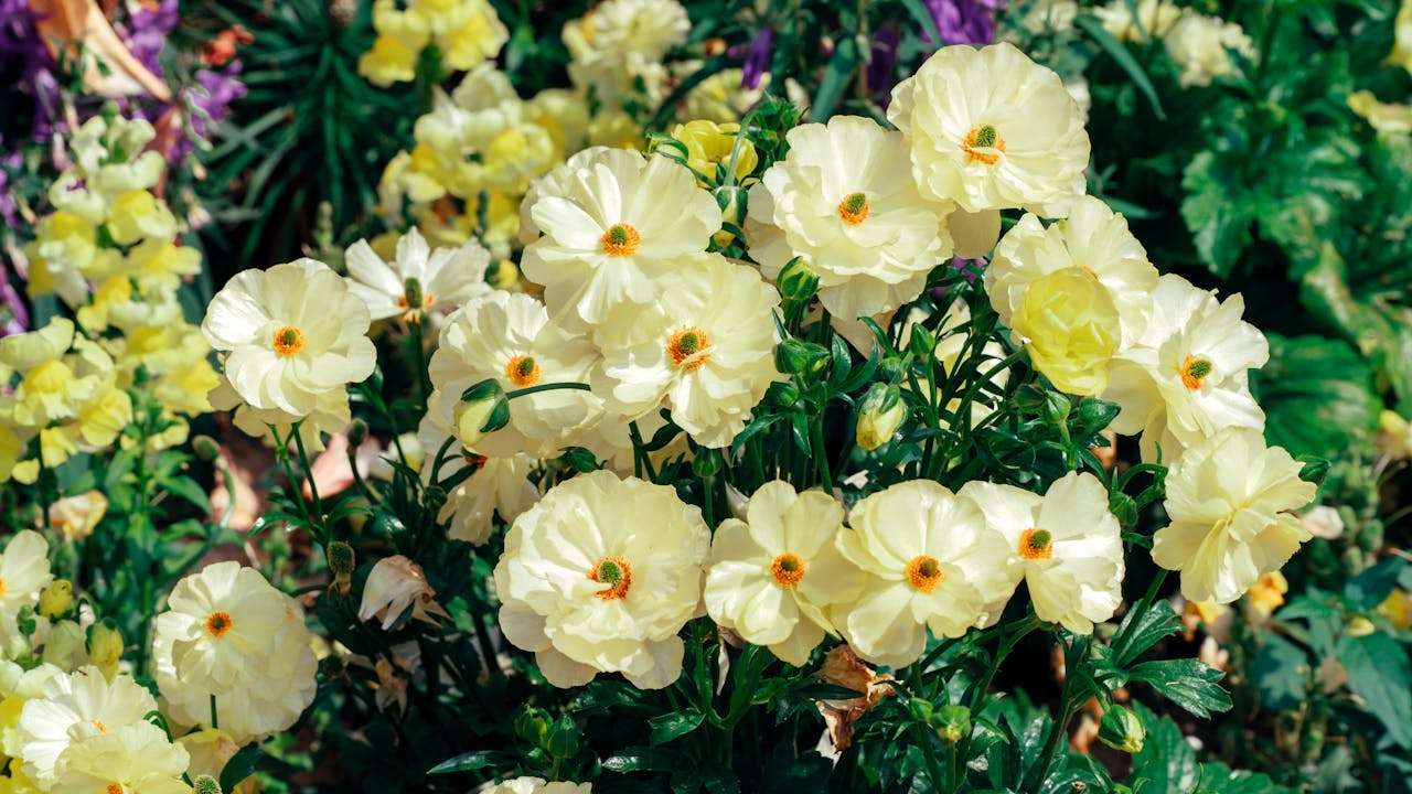 中国传统节日英语作文6篇：春节、中秋、端午写作全攻略