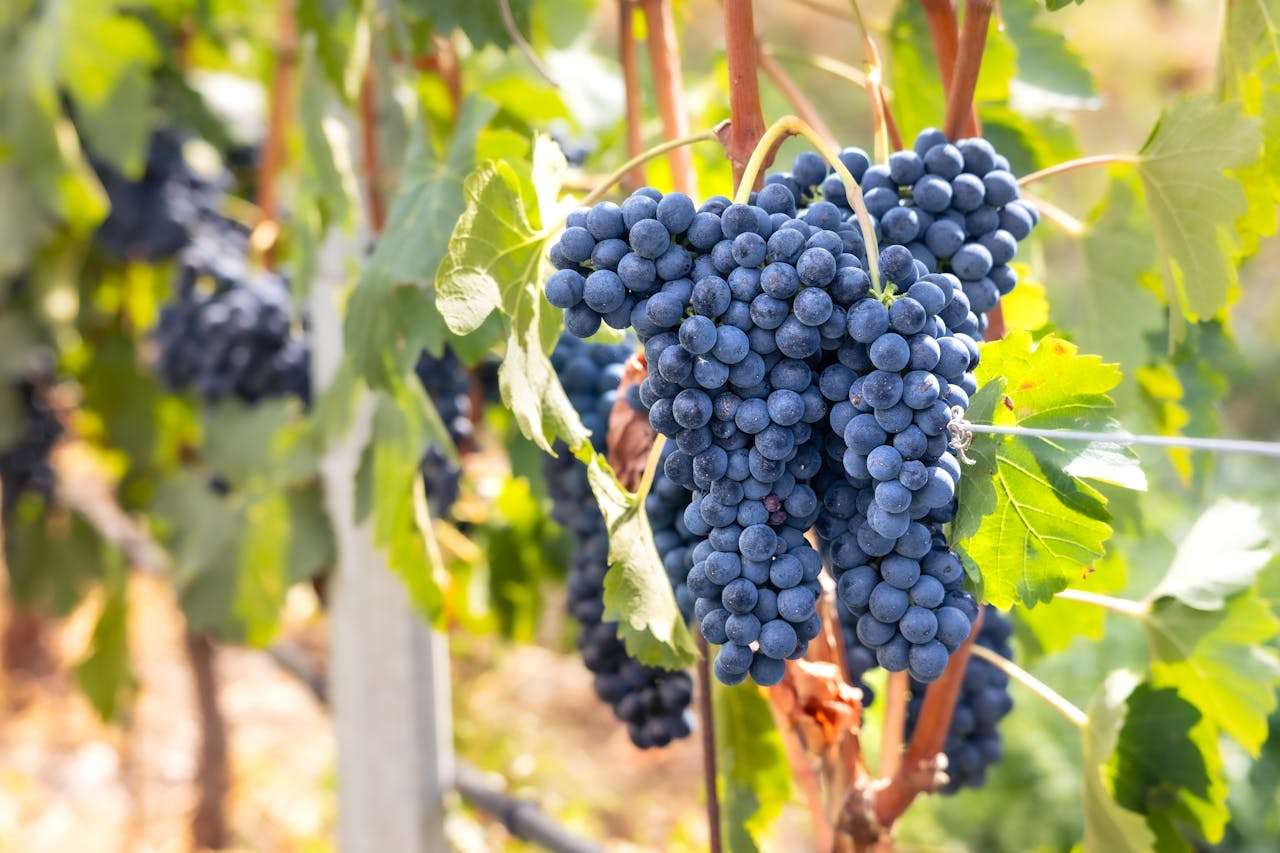 我最尊敬的人：4篇感人初中英语作文+写作技巧点拨