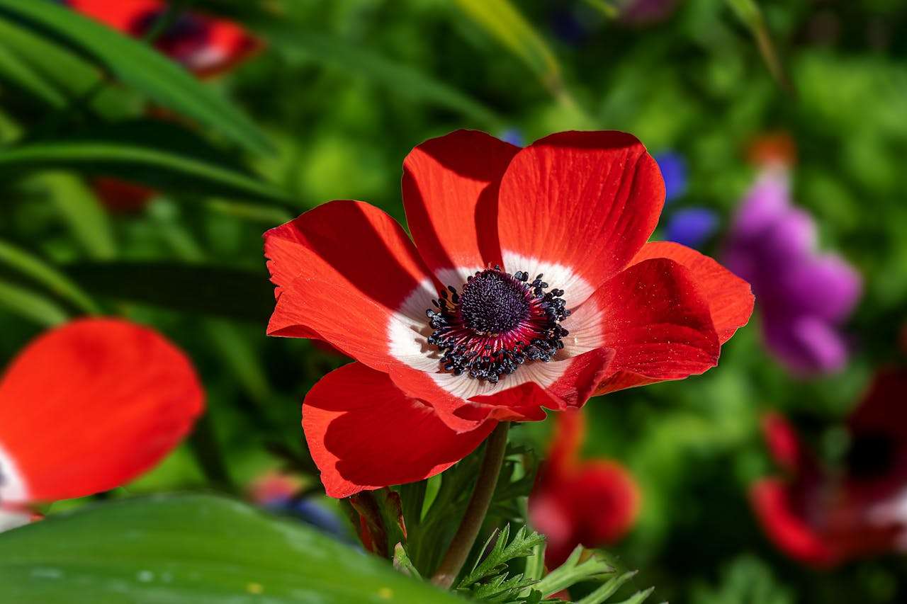 节日主题英语作文：5篇小学生必备的春节与圣诞节写作 