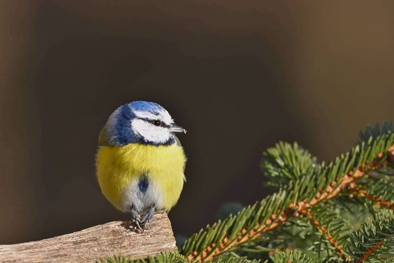 小学英语看图写话作文6篇：有趣的动物（带翻译与重点句型）