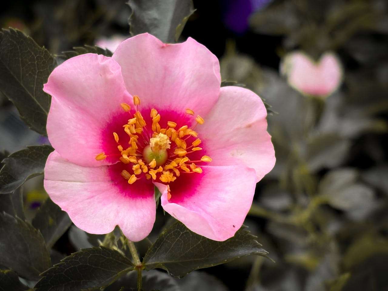 校园生活英语作文：我的一天英语作文7篇（小学生适用）