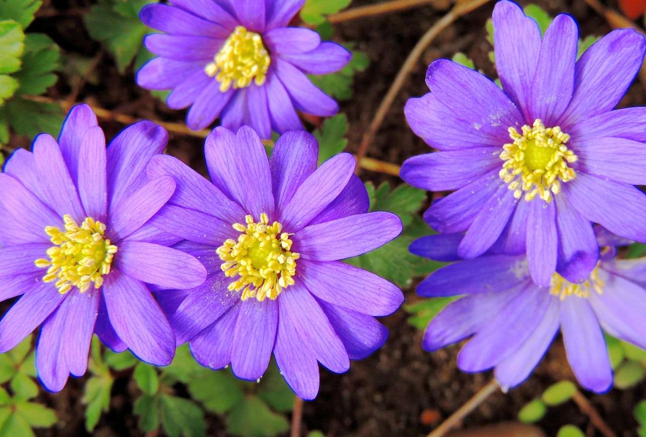 小学生英语作文提分宝典：5篇”去公园玩“英语作文+翻译+过去时态讲解