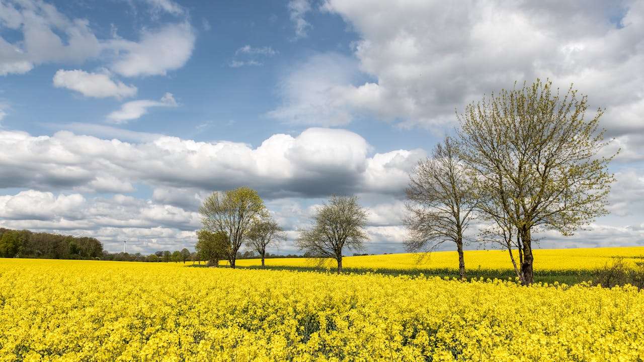 小学英语作文主题合集：5篇“我喜欢的季节”英语作文带翻译与气候词汇