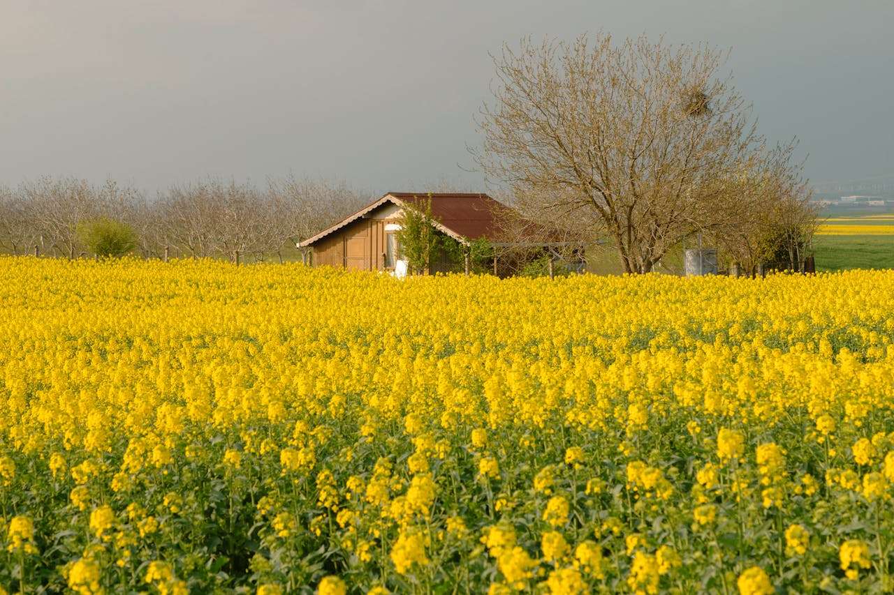 四季与天气英语作文5篇：春夏秋冬怎么用英语描写？