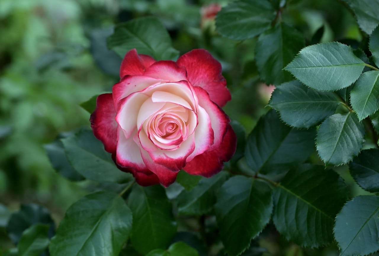 我的家庭：小学英语作文9篇，温馨感人词汇丰富