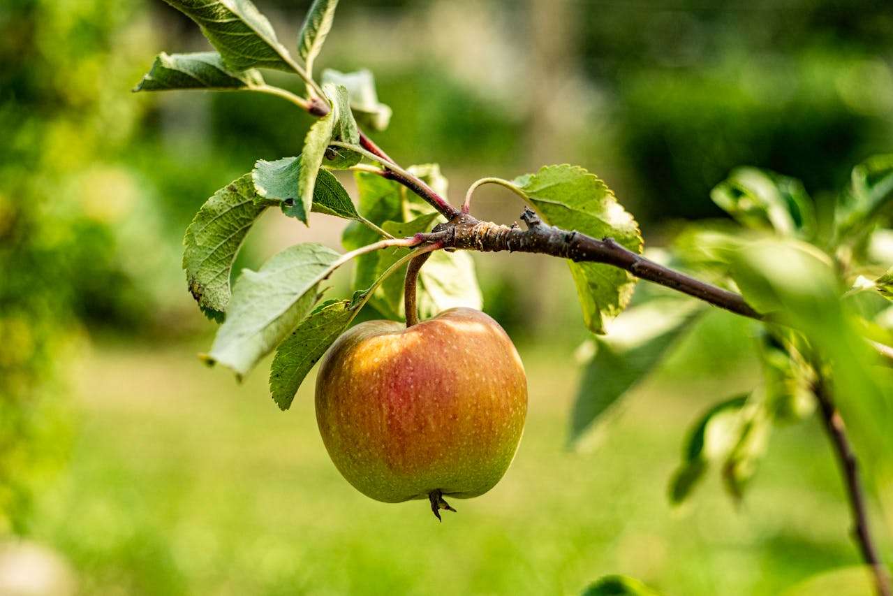 小学生英语作文宝典：8篇“我喜欢的食物“英语作文+翻译