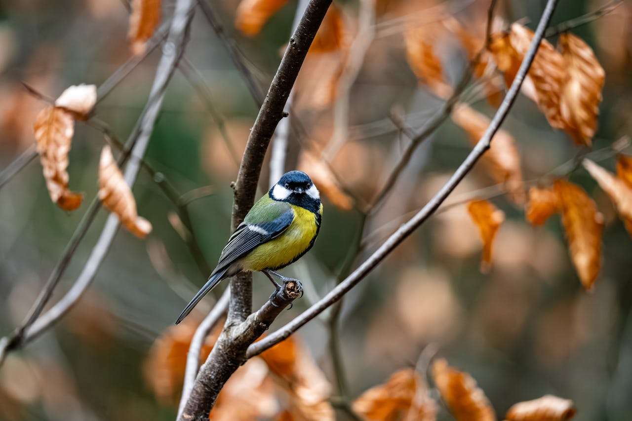 四季之美：小学生英语作文——我的最爱季节（6篇合集）