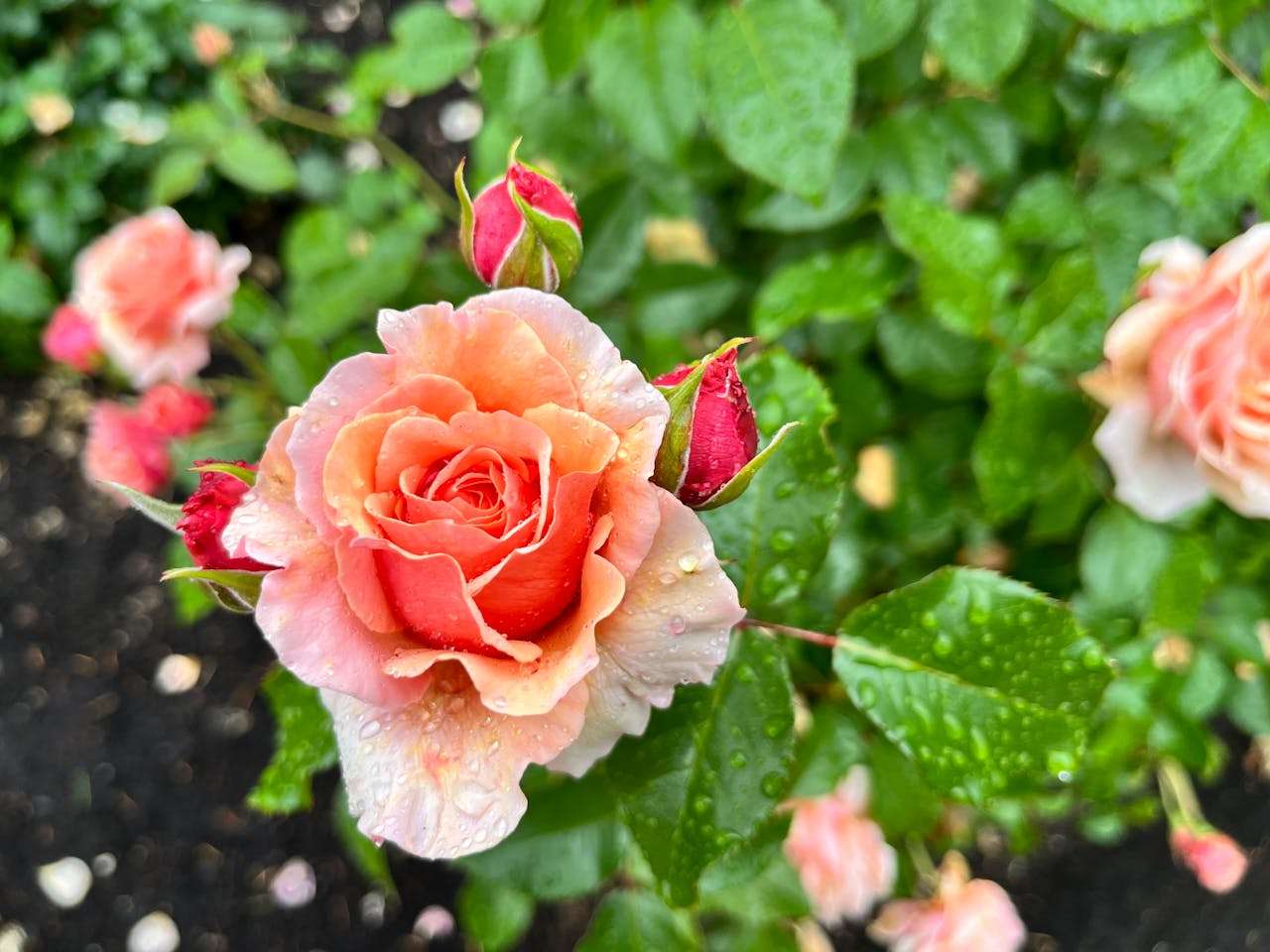 小学生英语写作入门：8篇”我的家庭“英语作文带翻译