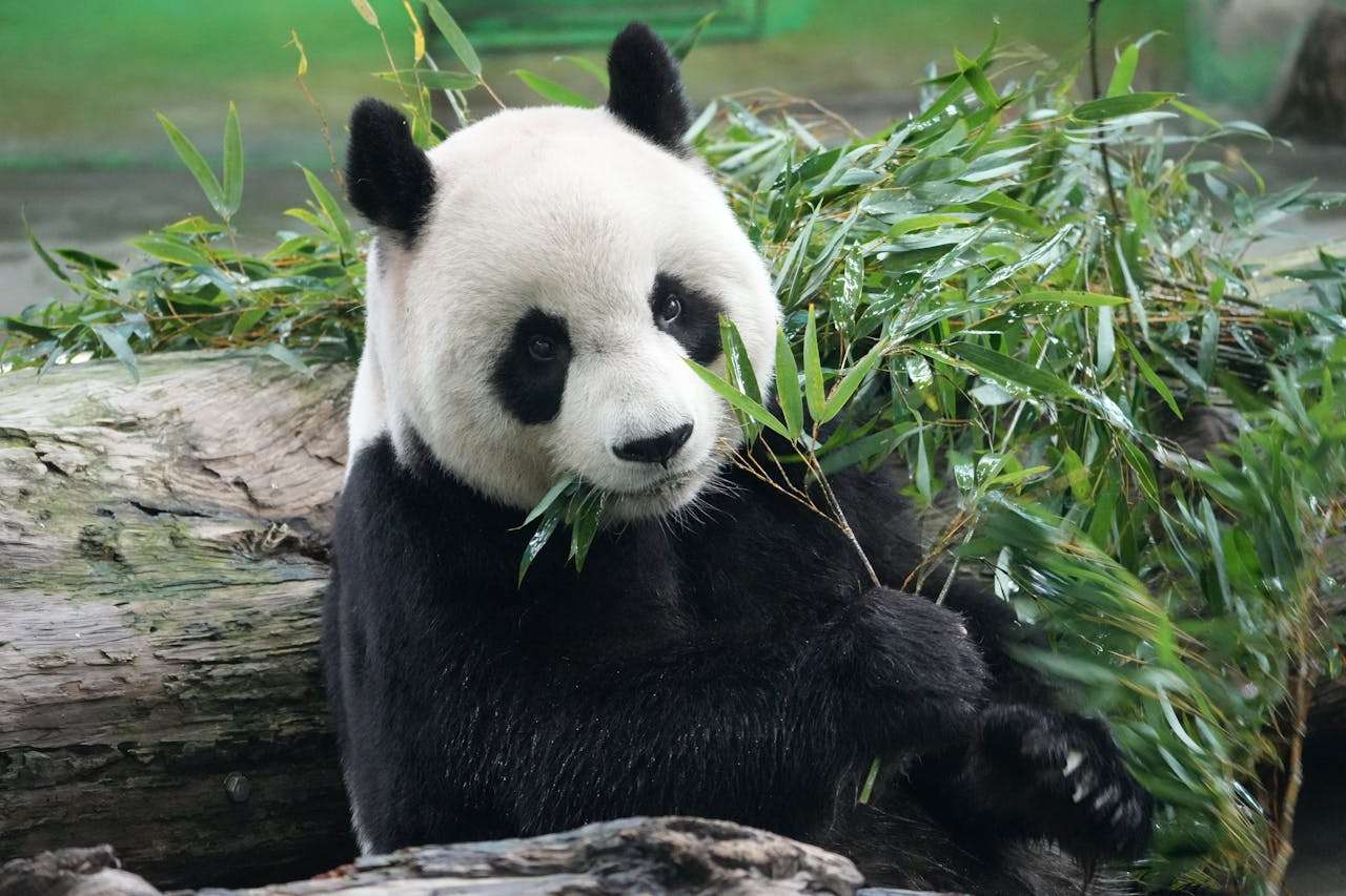 小学英语作文经典题目：5篇”我喜欢的动物“英语作文精讲