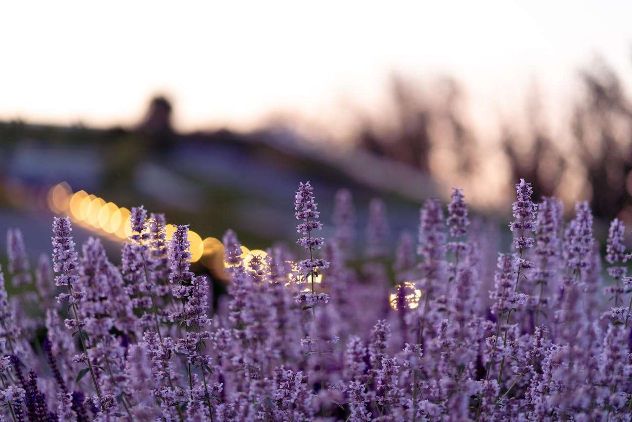 小学英语作文必备：5篇“我的学校”英语作文带翻译和写作技巧