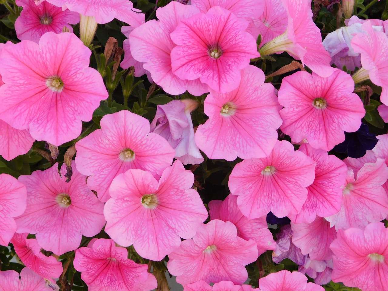 我的学校生活：3篇小学英语作文（中英对照+老师点评）