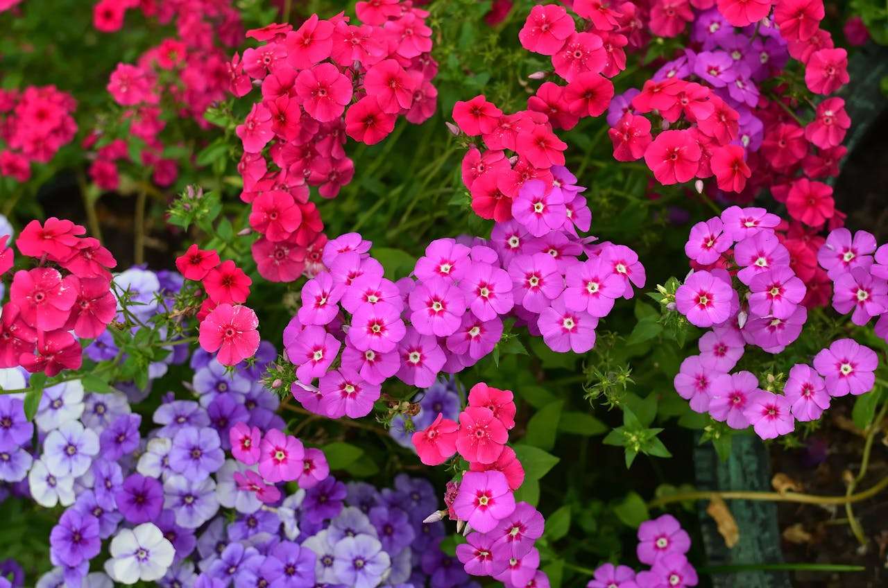 我的家庭：5篇小学英语作文（中英对照+写作指导）