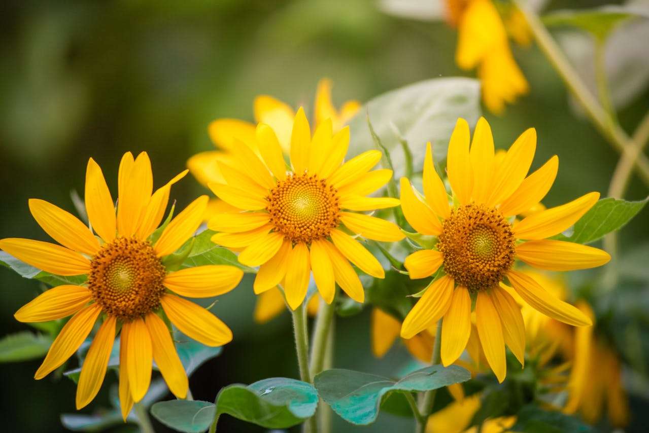 课堂常用主题：我的一天英语作文4篇（适合小学生）