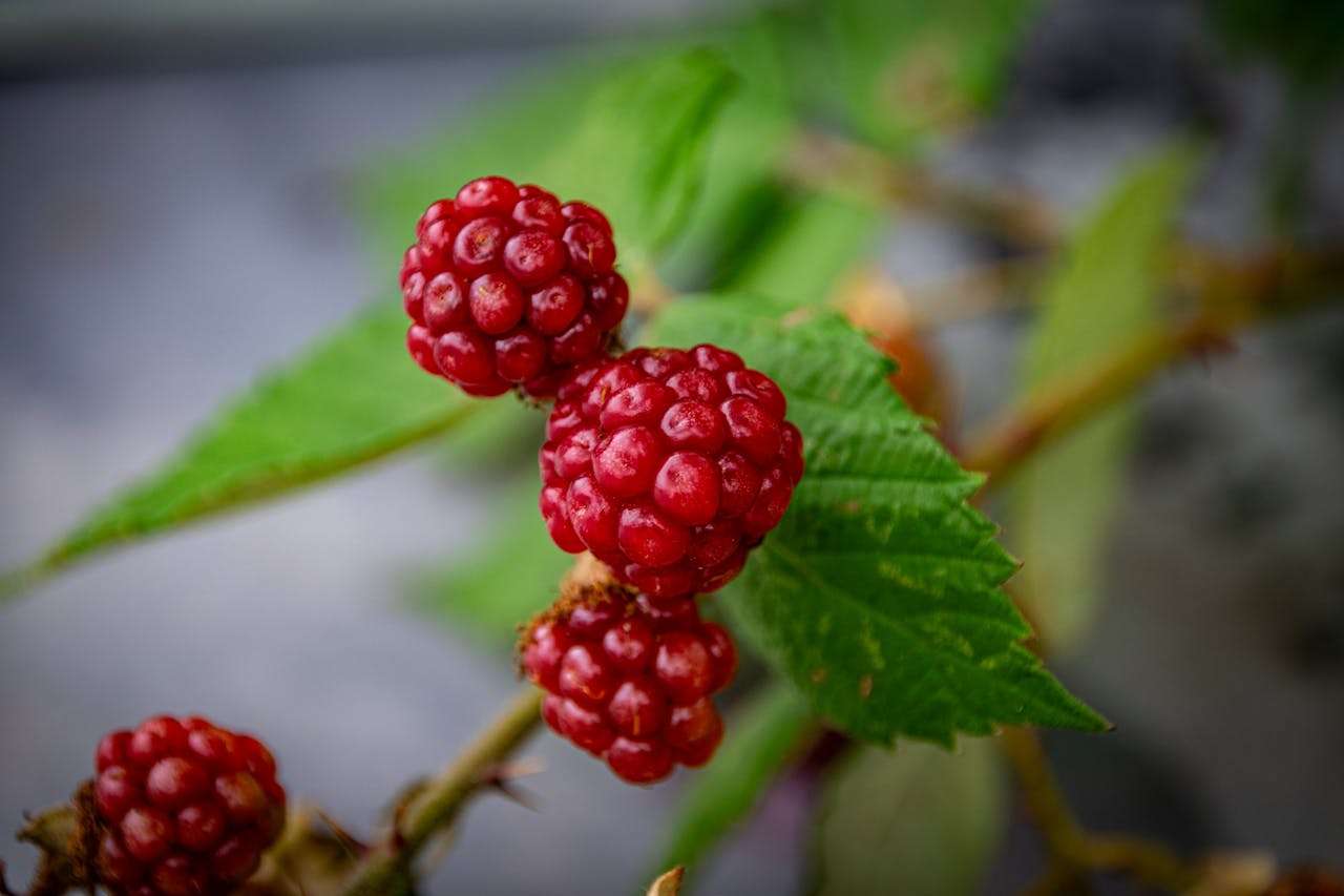 英语写作从模仿开始：我的家庭英语作文5篇（中英双语+解析）