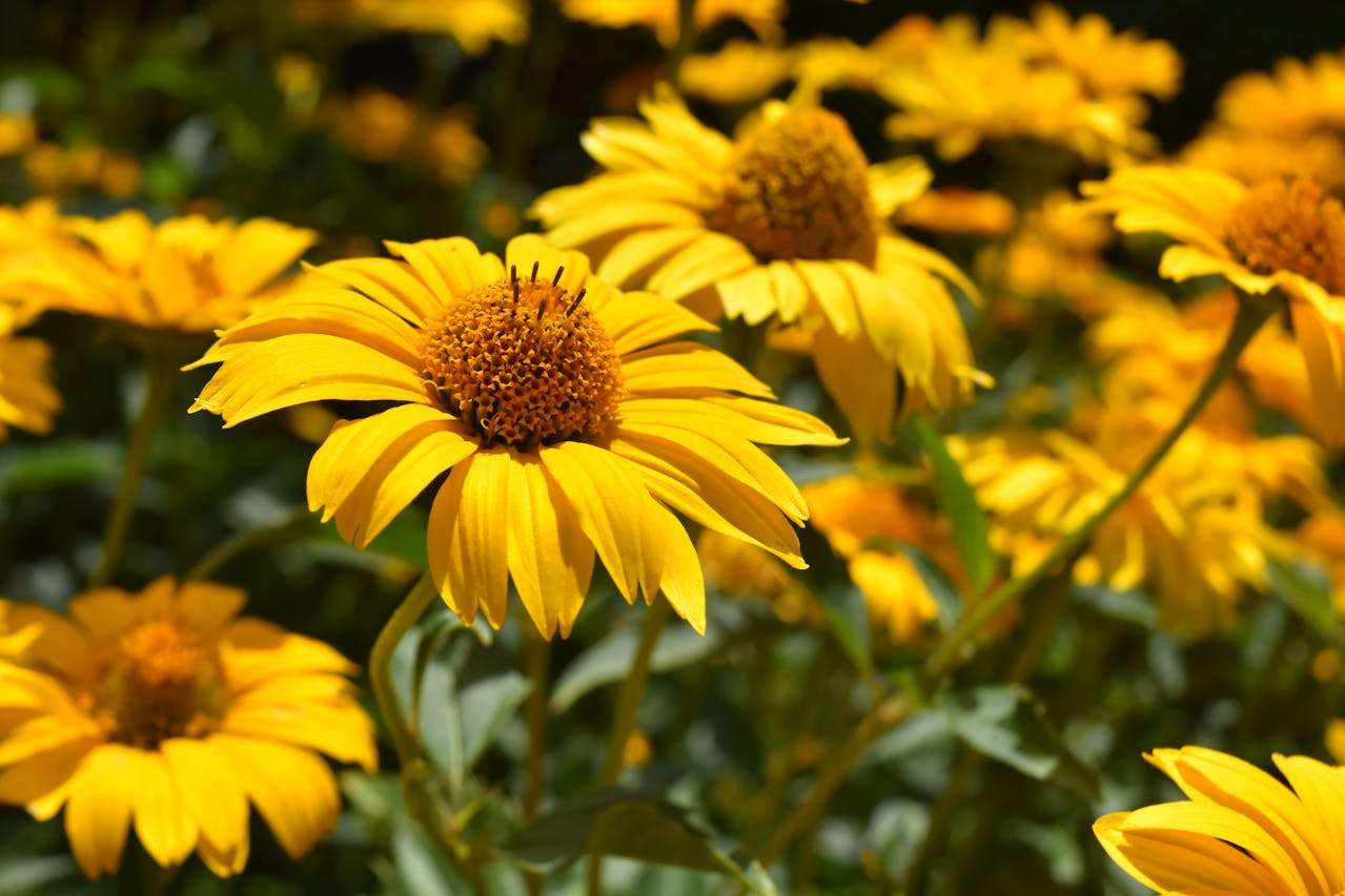 小学英语写作入门：我的学校英语作文5篇（带翻译+重点解析）