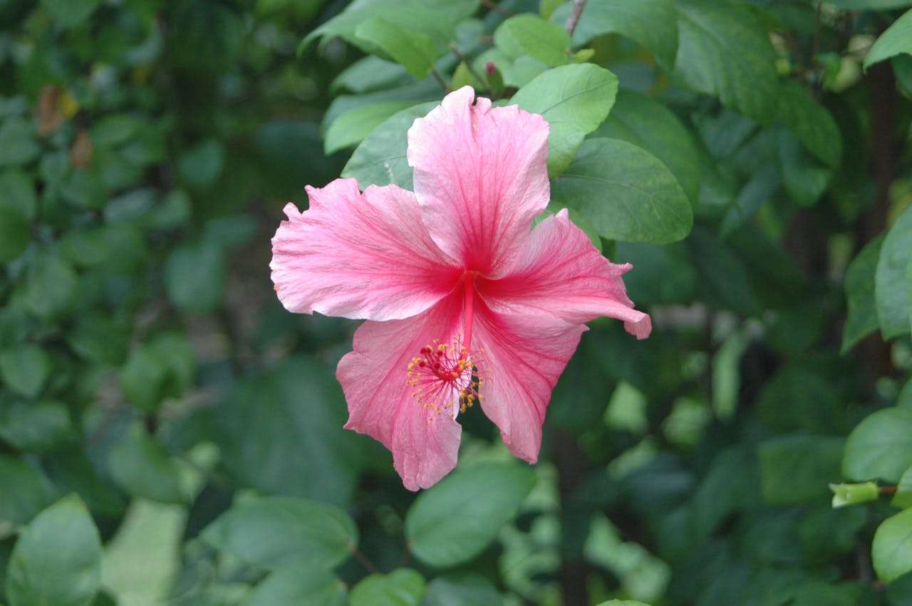 我的梦想英语作文怎么写？小学英语作文3篇+翻译与励志点评