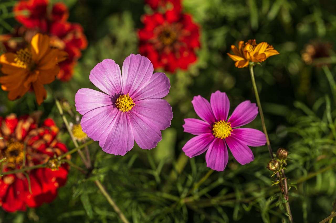 小学生英语写作指南：我的梦想英语作文3篇（中英对照+点评）