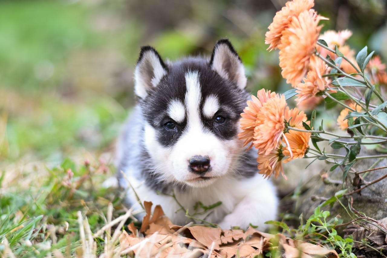 小学生最爱写的10篇“我喜欢的动物”英语作文合集