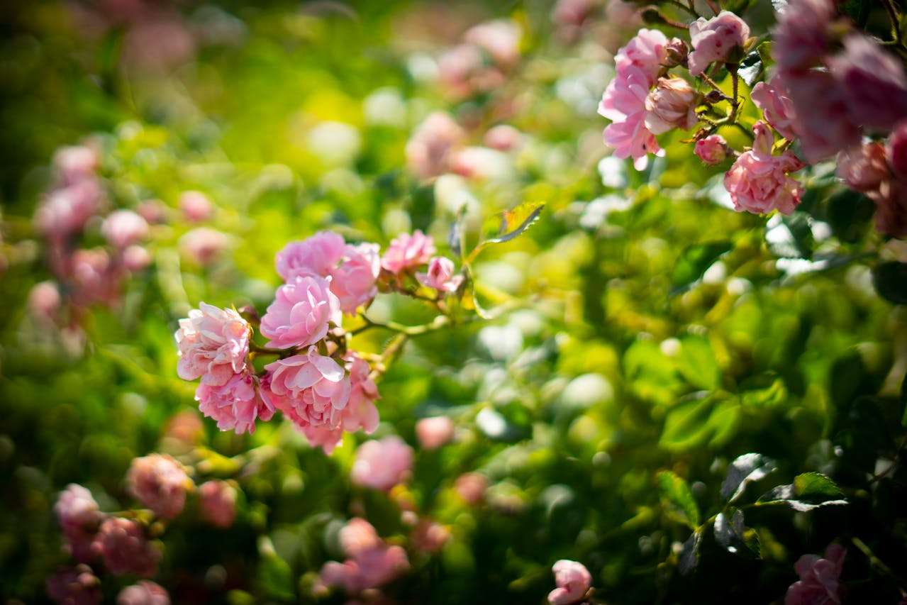 小学英语作文我的老师：5篇感恩英语作文+写作思路与点评