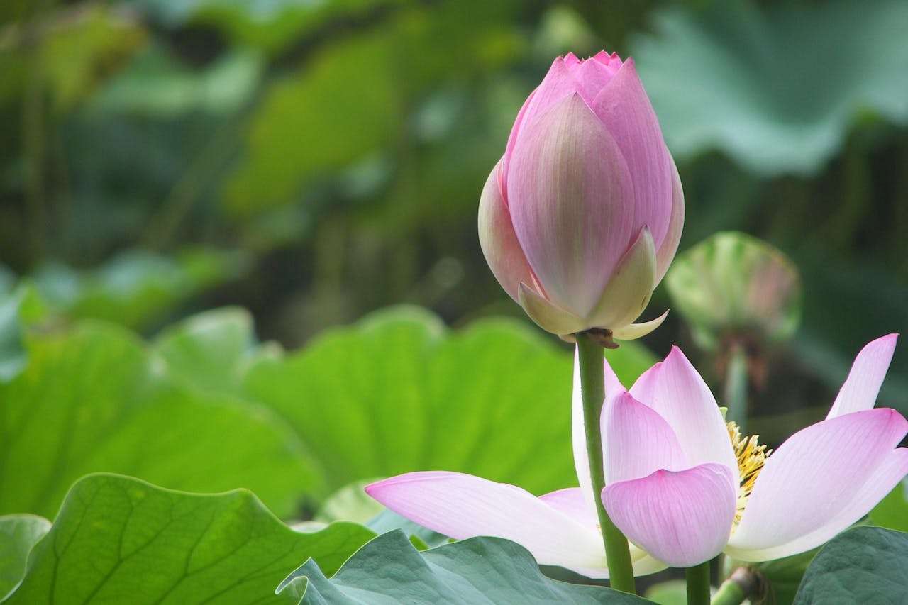 小学英语作文大全：我的一天英语作文5篇（带翻译与写作技巧）