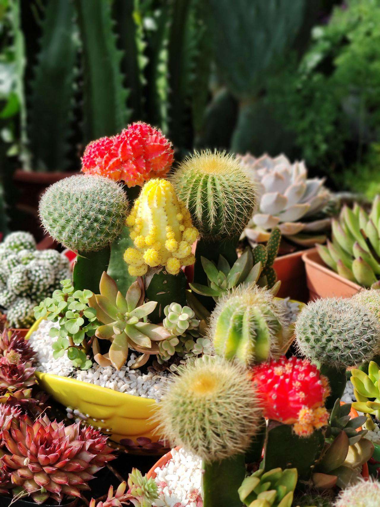 小学英语作文精选：我的家庭英语作文5篇（含翻译与重点词汇）