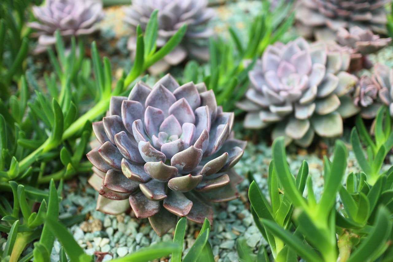 我的家庭英语作文6篇｜小学生必备家庭主题写作模板