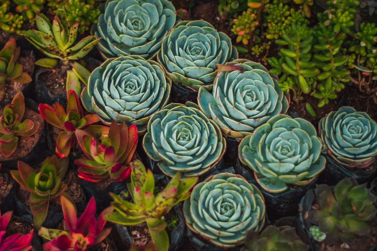 小学生必看！我的暑假生活英语作文3篇（含翻译与重点解析）