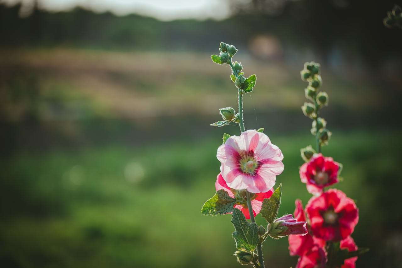 小学英语写作高分范文：我的梦想职业8篇，学会表达未来愿望