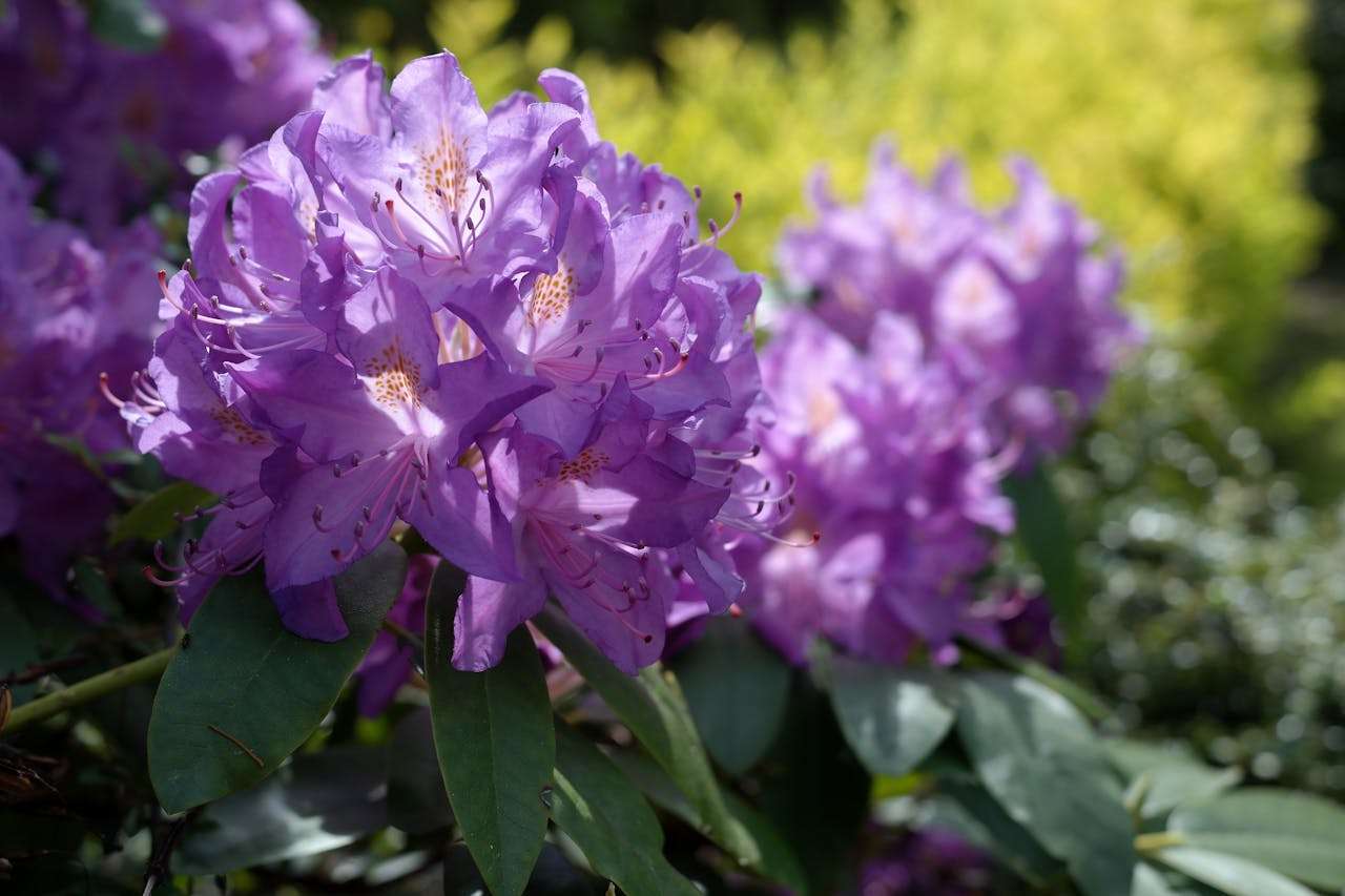 小学生必看：我的家庭英语作文6篇，轻松掌握家庭成员表达