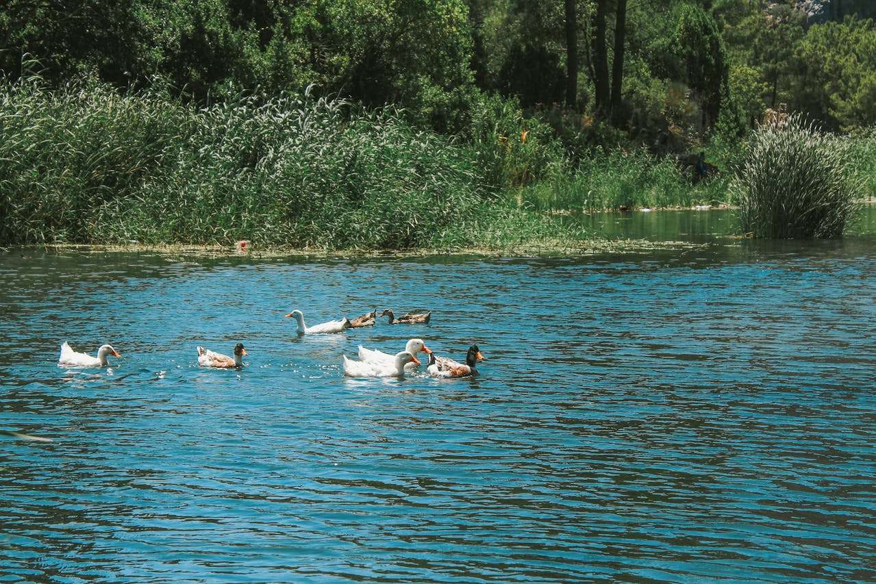 小学英语作文10篇：我的暑假生活，轻松学会描述假期经历