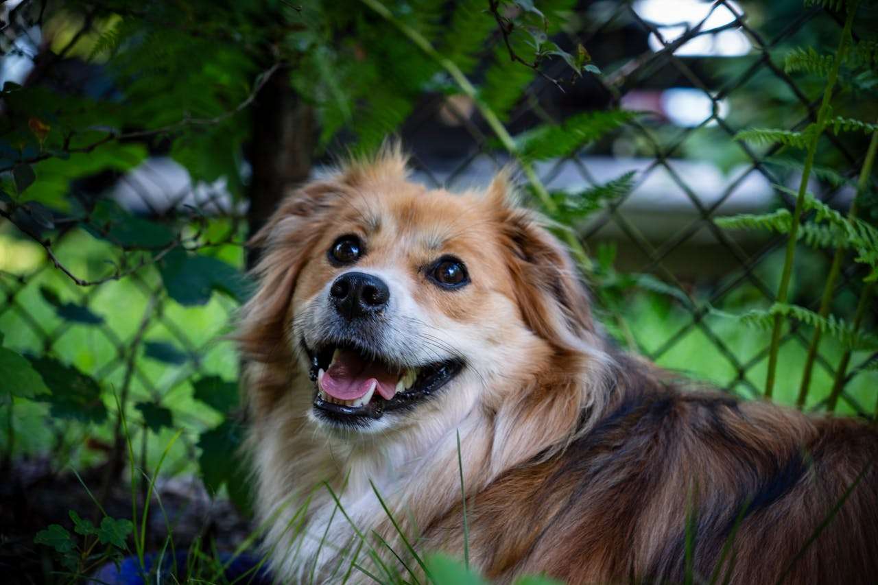 小学英语写作必备：我喜欢的动物范文8篇，生动又有趣