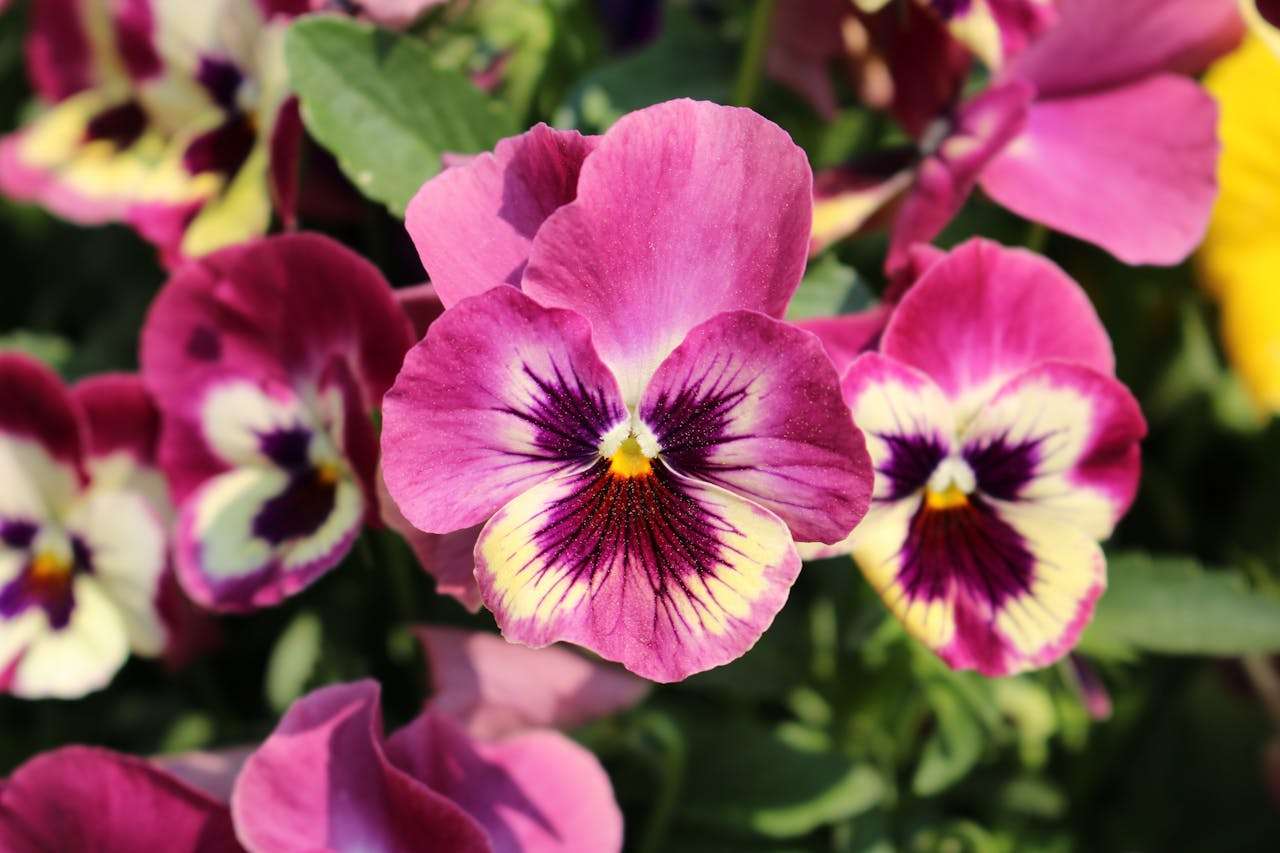 我的家庭：5篇小学英语作文，学会描述家人和亲情