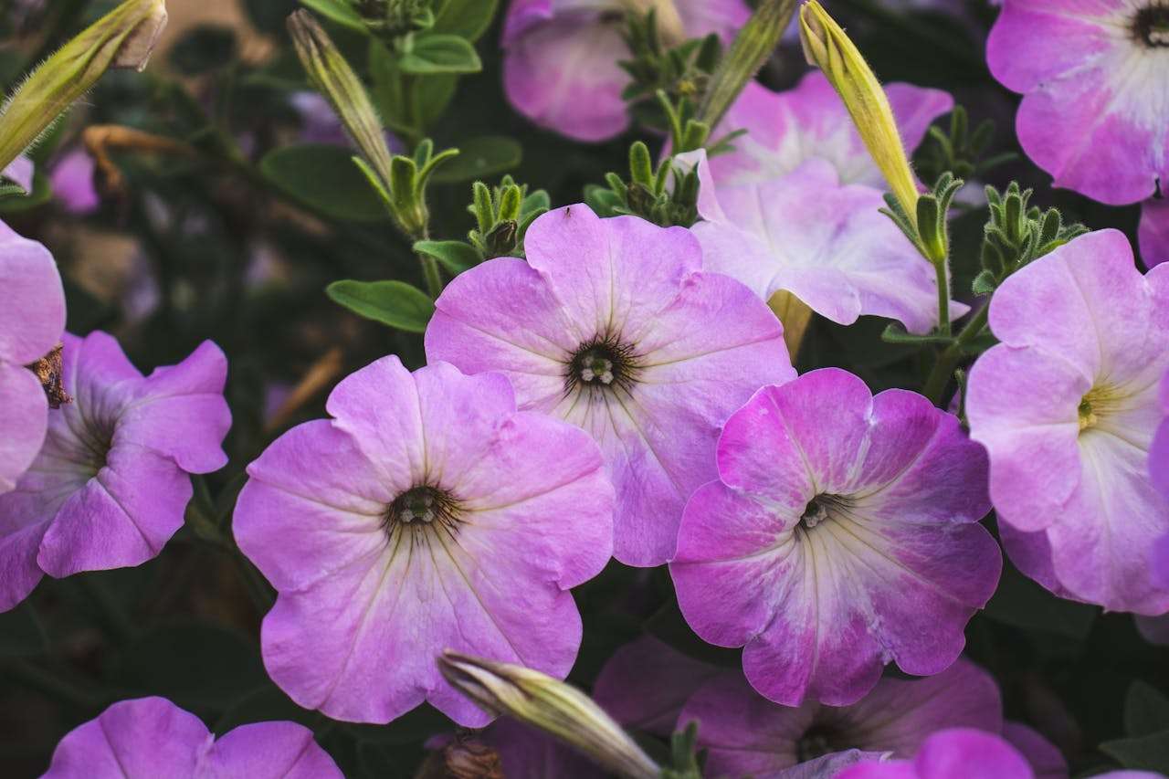 小学英语作文大全：我的学校生活英语作文8篇，孩子一学就会