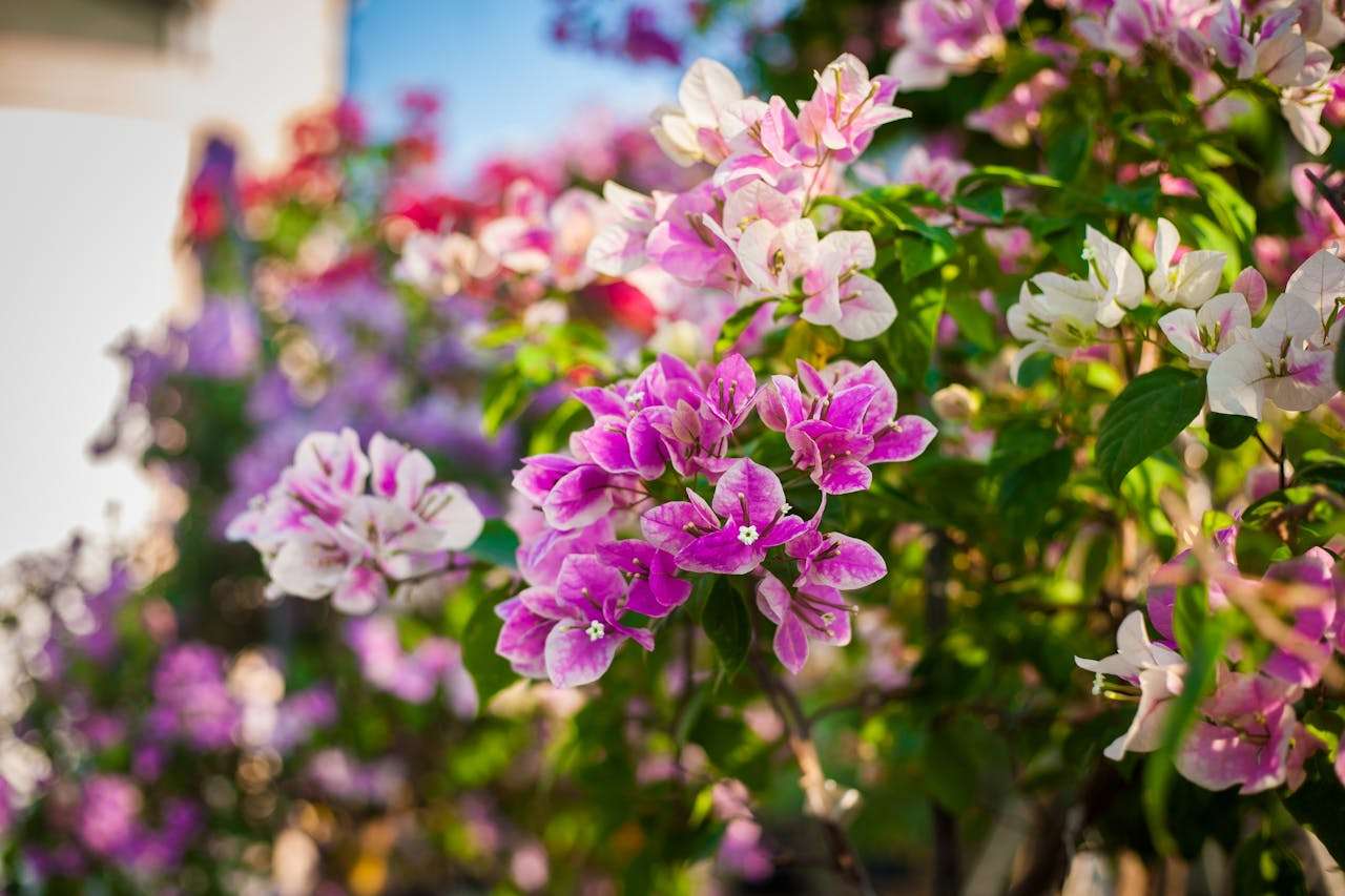 校园生活写作指南：我的老师英语作文5篇