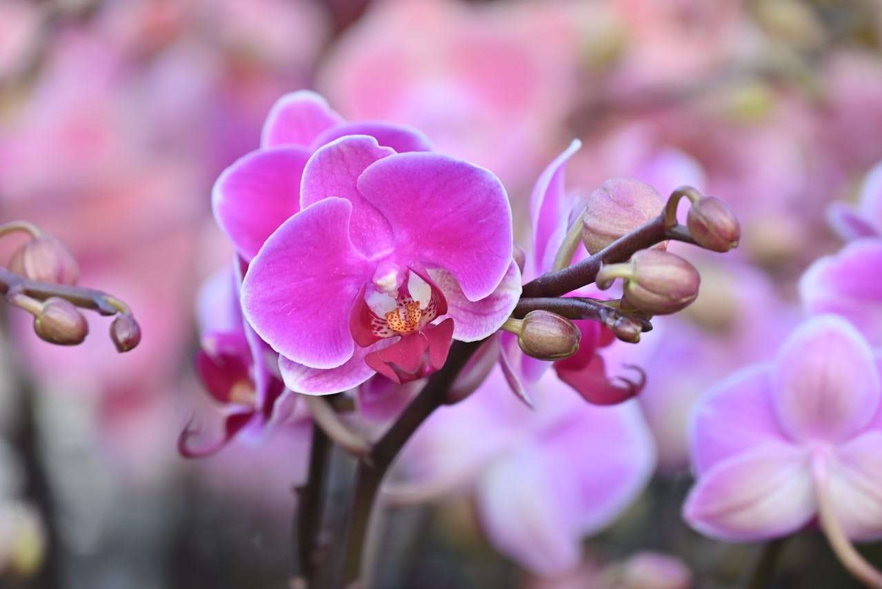 我的梦想职业：小学英语作文5篇（附学习建议）