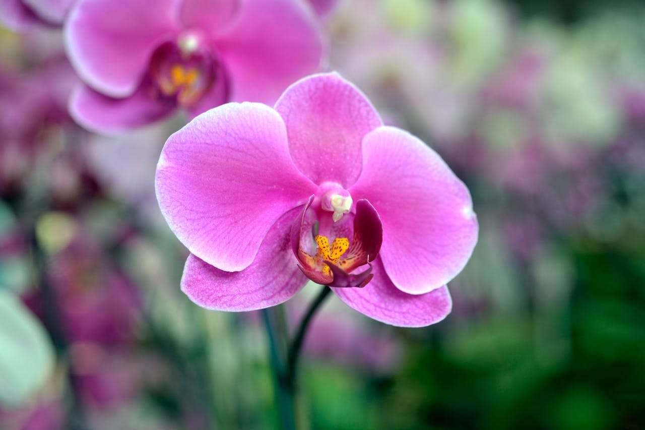 写给妈妈的爱：母亲节英语作文4篇（感人又简单）