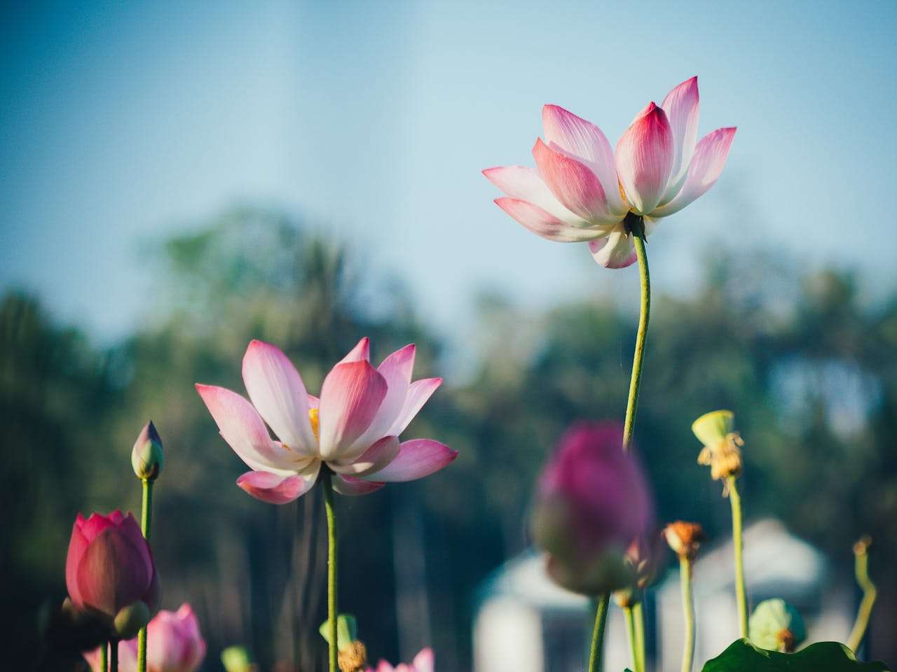 小学英语写作入门：我最喜欢的季节范文5篇（带自然词汇学习）