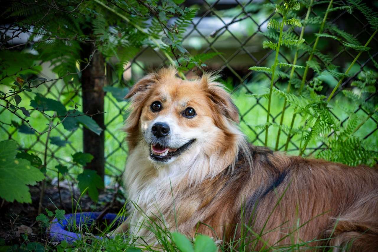 小学英语作文精选：我最喜欢的动物英语作文6篇（附中文解析）