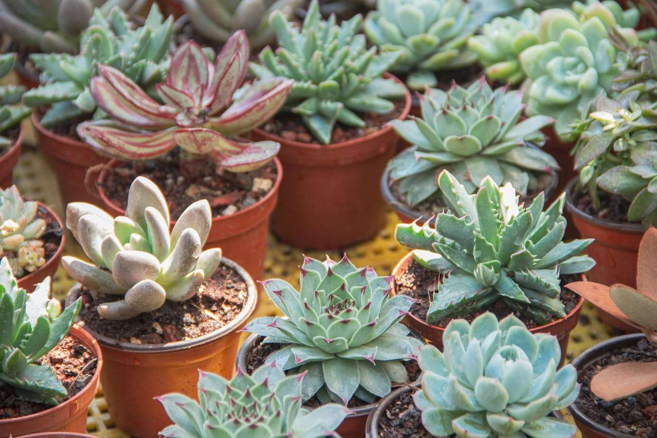 小学英语作文必备：我的学校英语作文8篇（带翻译+写作指导）