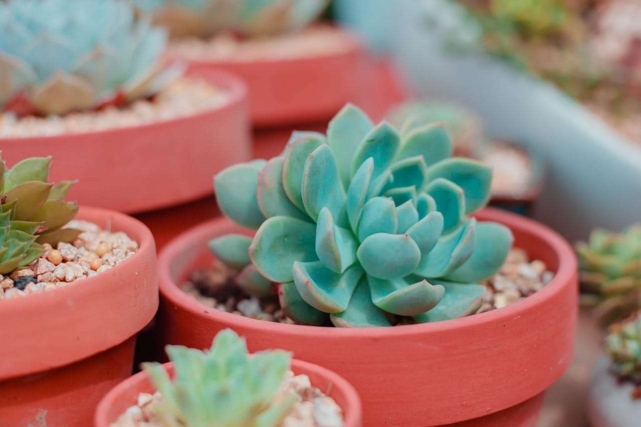 校园生活写作！我的一天小学英语作文5篇（完整带翻译）