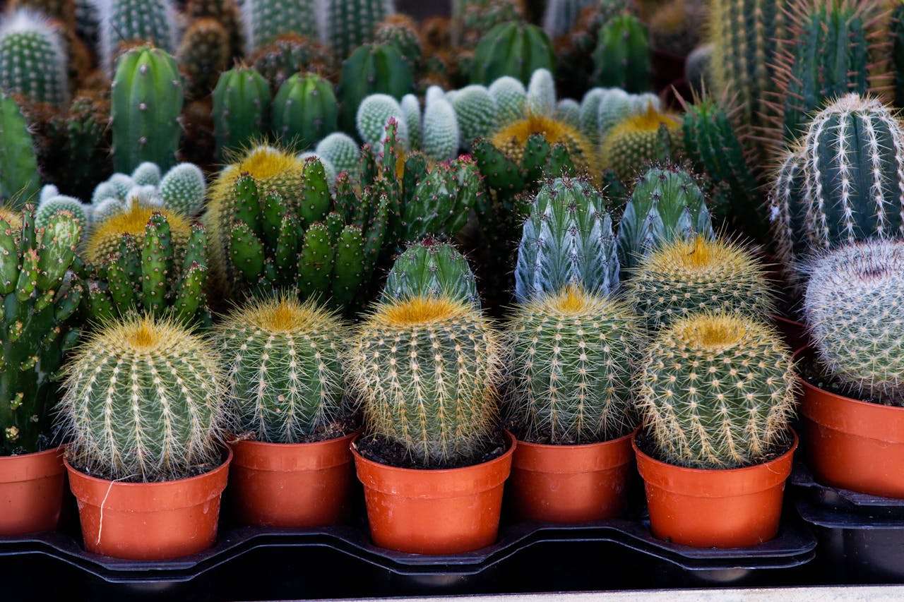 开学必备！我的新学期计划英语作文5篇（带中文翻译）