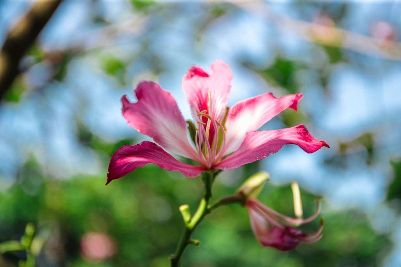节日写作不愁！我最喜欢的节日英语作文6篇（含点评）
