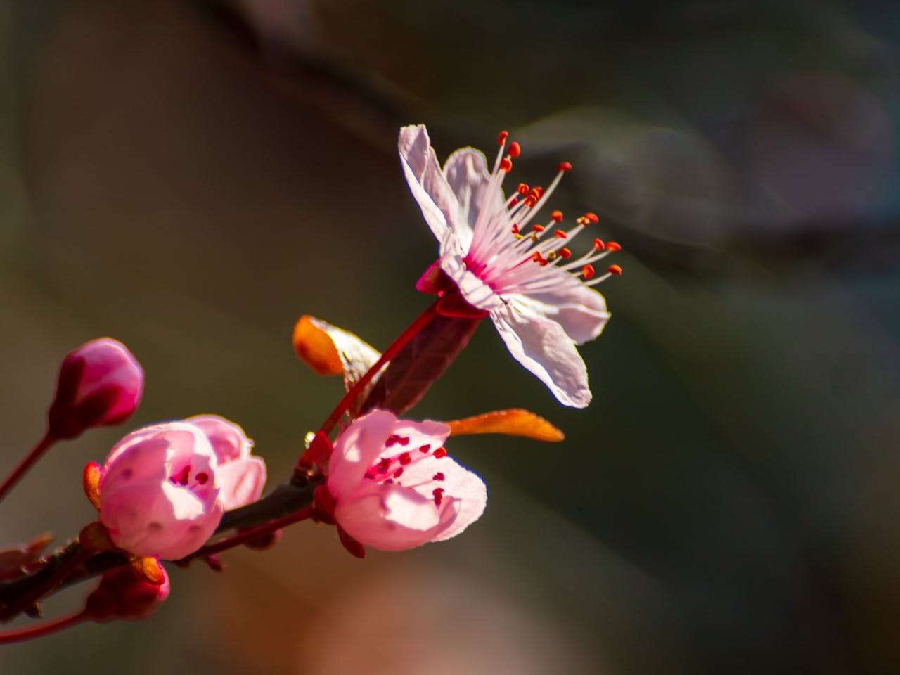 我的梦想职业：5篇小学英语作文点燃孩子的未来想象