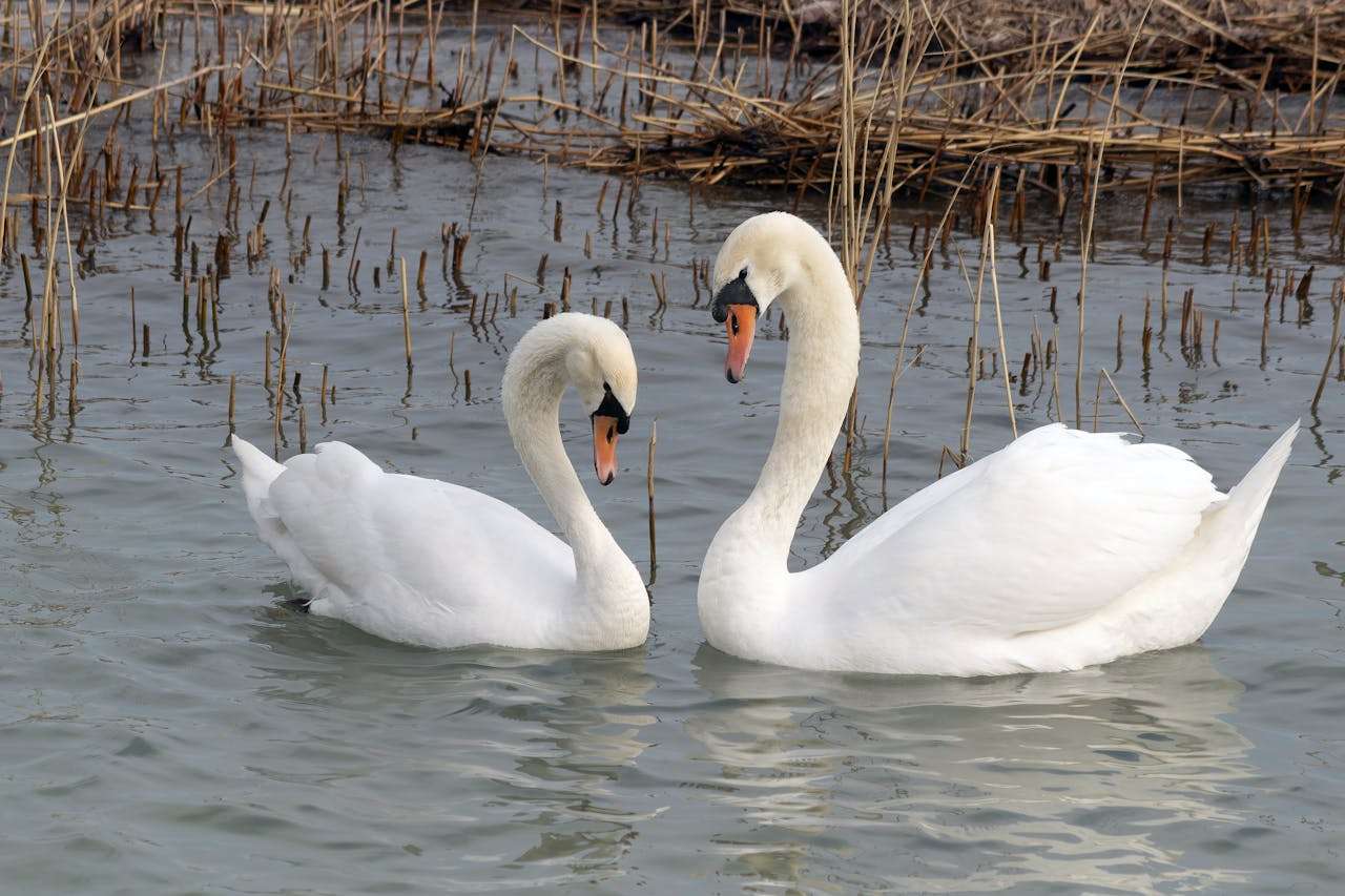 环保小卫士：5篇关于保护环境的英语作文 