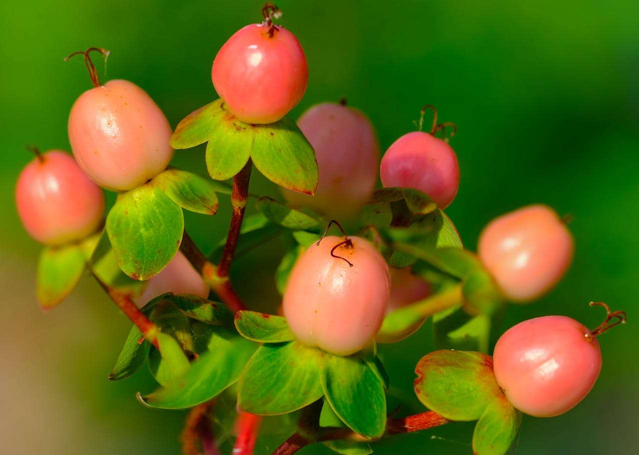 我的家庭：5篇感人至深的小学英语作文 