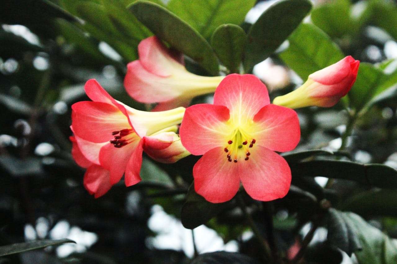 节日主题英语作文5篇：春节、儿童节、圣诞节，孩子写作不发愁